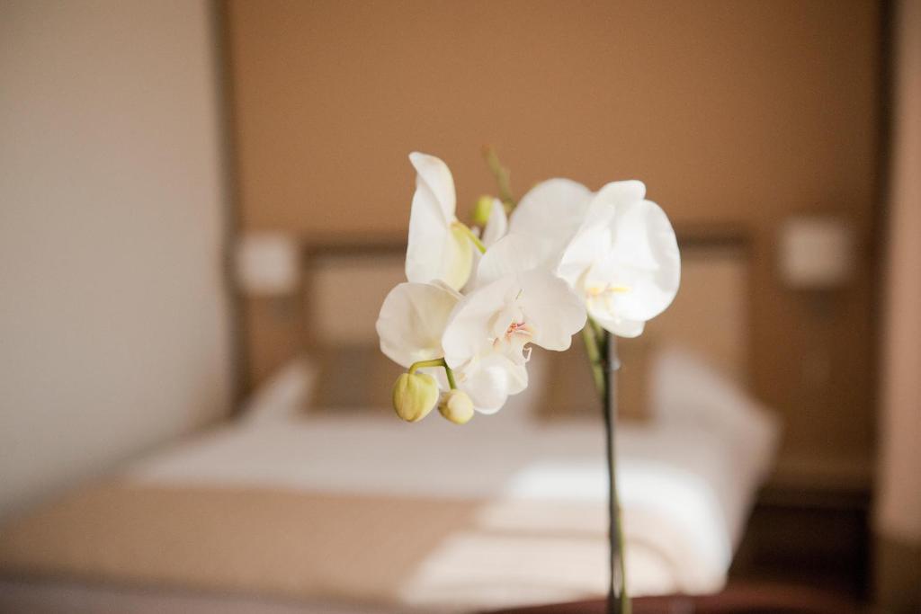 Hotel Check Timisoara